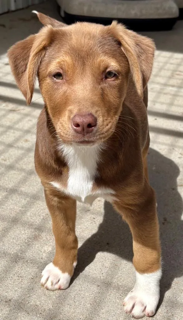 Cheese Strudel thumbnail 2