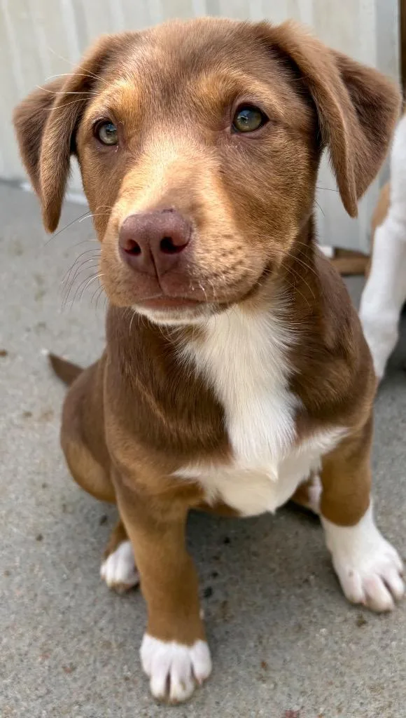 Cheese Strudel thumbnail 3