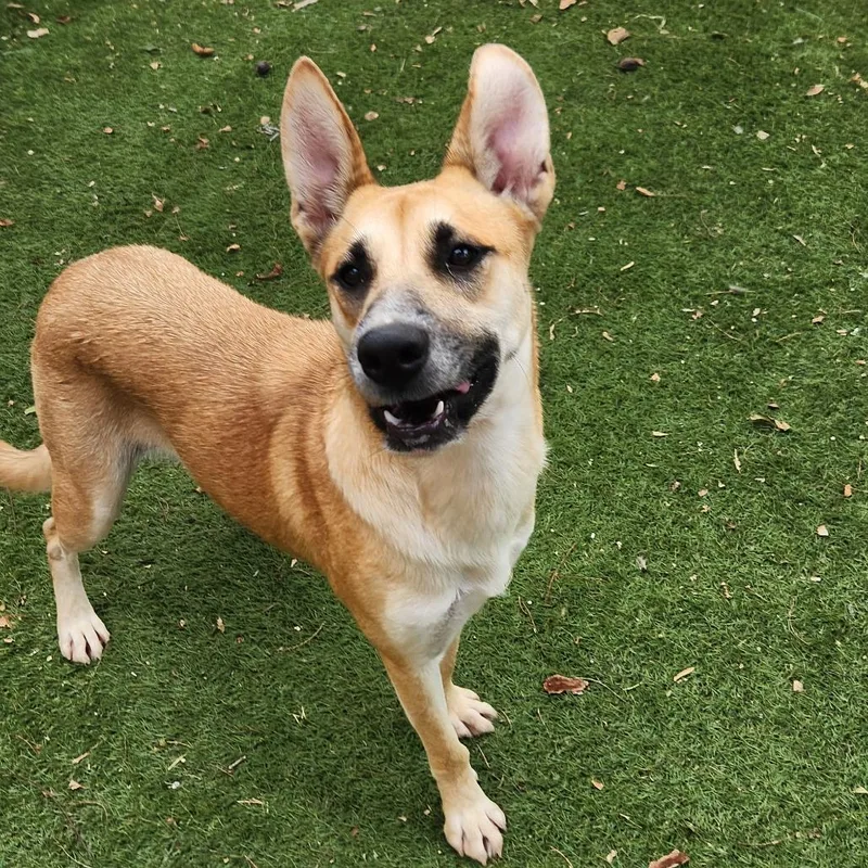 Sushi Jum thumbnail 4