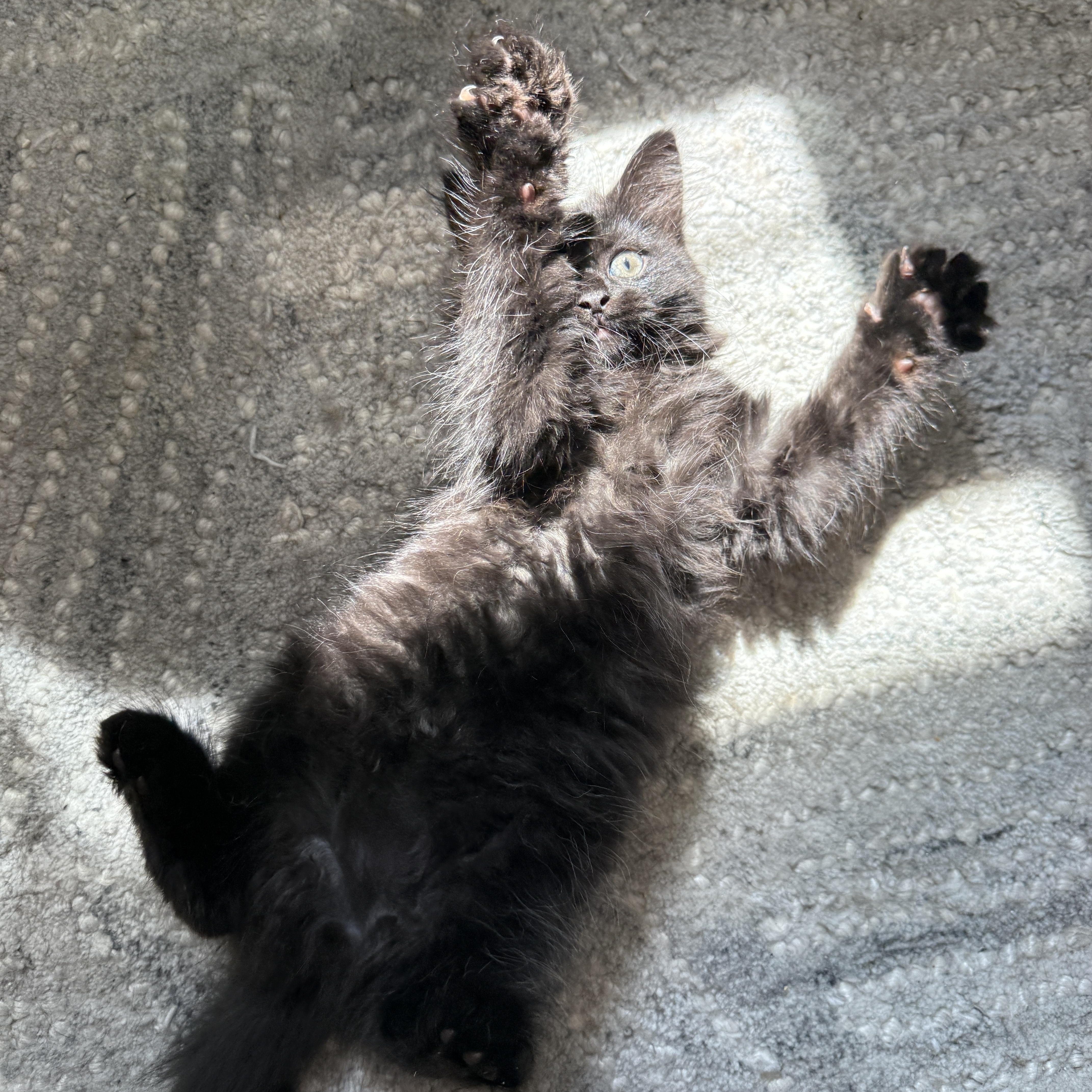 A baby medium-sized female Black Scottish Fold cat named Astra and Cygnus for adoption in Brooklyn, NY