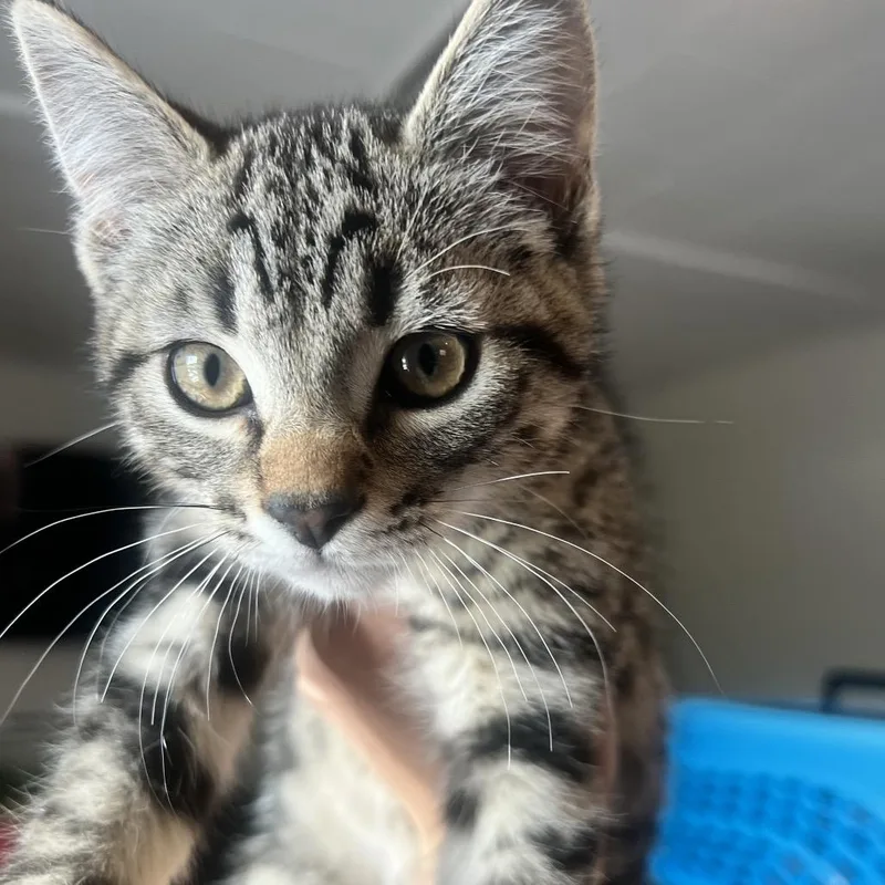 A baby small-sized male Brown / Chocolate Domestic Short Hair cat named Houdini for adoption in Allentown, PA