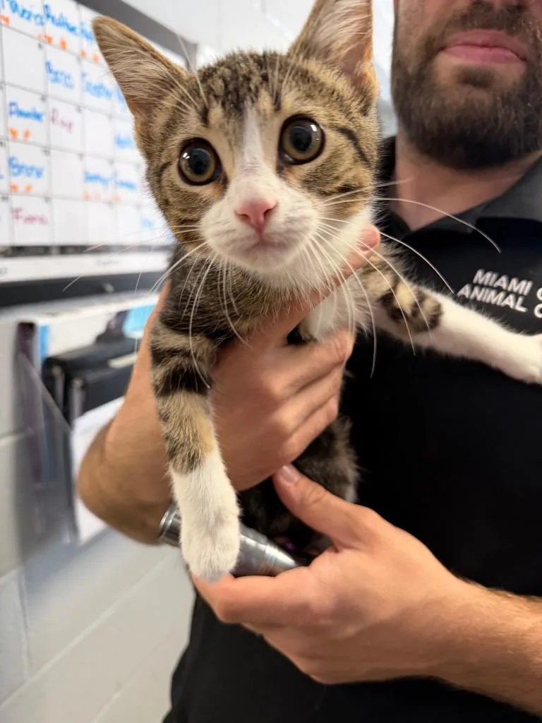 A baby small-sized male Domestic Short Hair cat named Bigby for adoption in Troy, OH