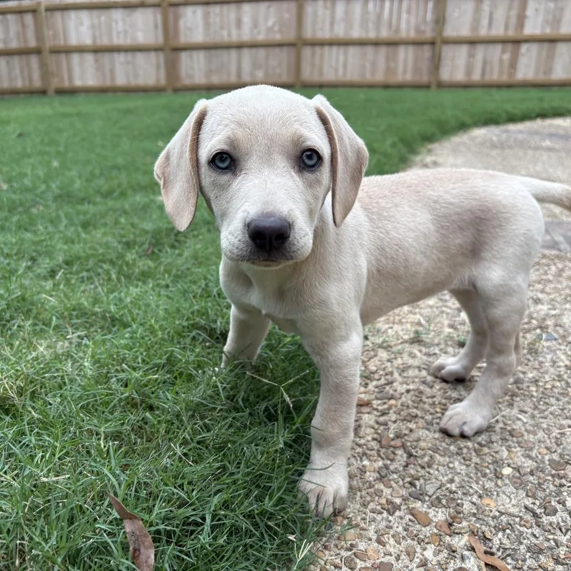 A baby medium-sized female Yellow / Tan / Blond / Fawn Beagle dog named Bonnie B. for adoption in Cordova, TN