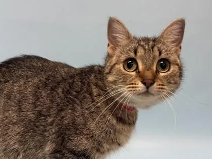 An adult small-sized female Domestic Short Hair cat named Odessa for adoption in Woodbury, MN