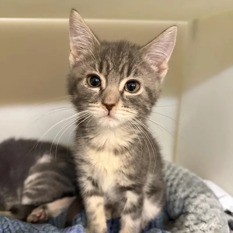 A baby small-sized female Gray / Blue / Silver Domestic Short Hair cat named Gina for adoption in Madison, WI