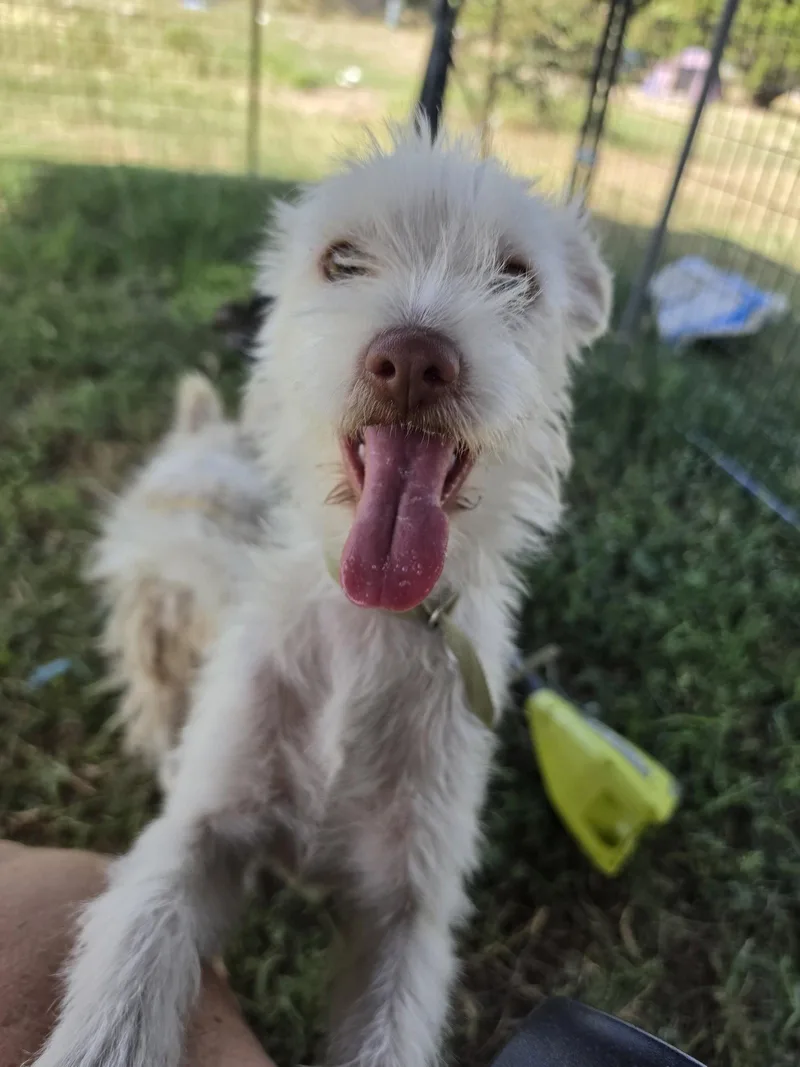 A young small-sized female Terrier dog named Princess Summer for adoption in San Antonio, TX