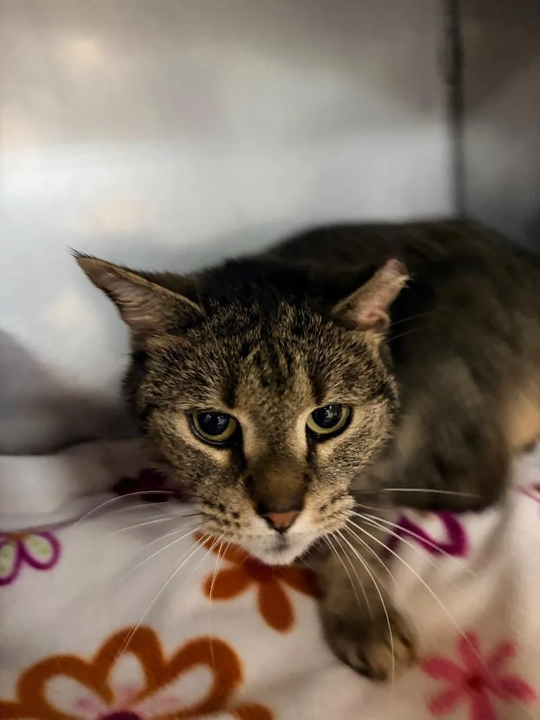 A senior medium-sized female Domestic Short Hair cat named Moana for adoption in Huntington, IN