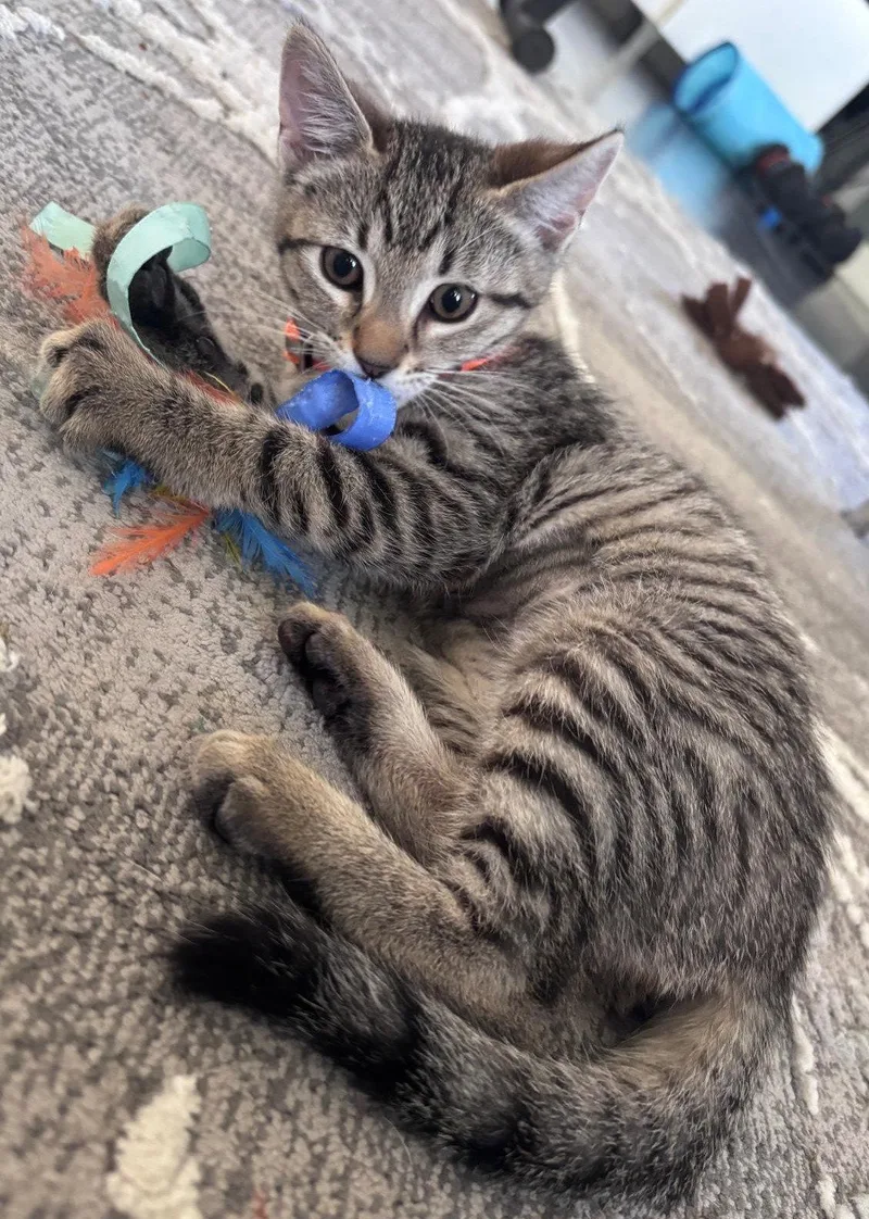 A baby medium-sized female Tabby cat named Cappucino for adoption in San Jose, CA
