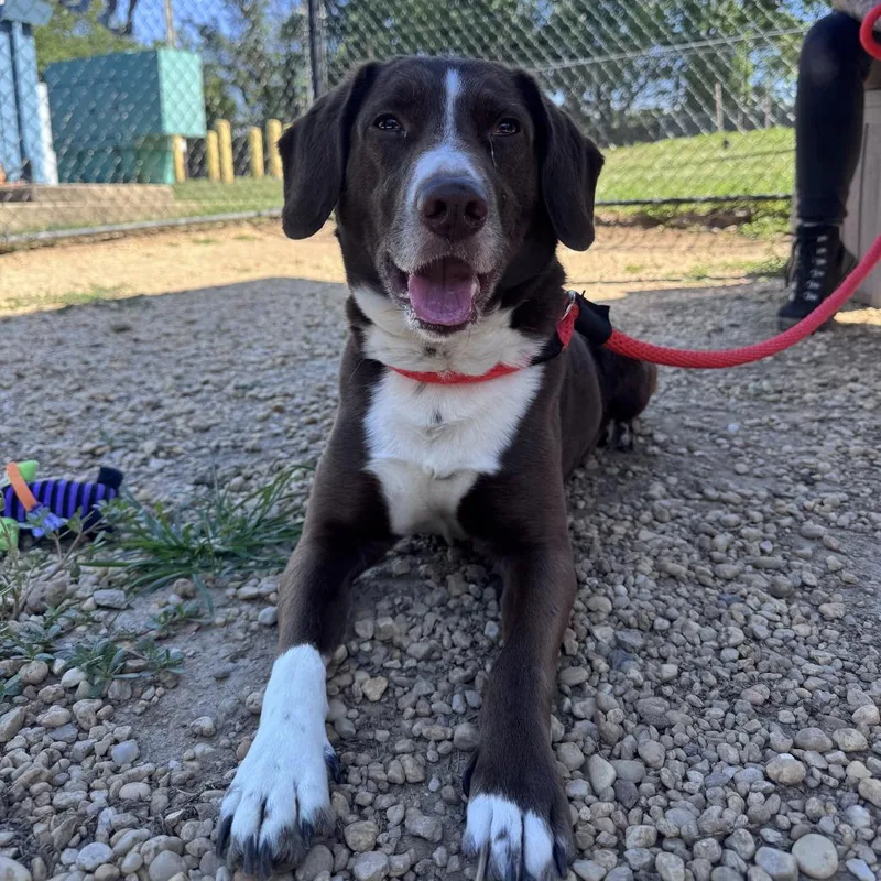 An adult medium-sized male Brown / Chocolate Mixed Breed dog named Asta for adoption in Philadelphia, PA