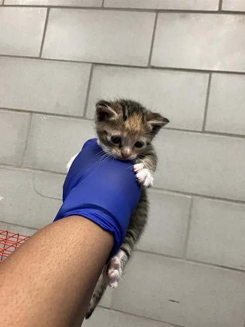 A baby small-sized female Domestic Short Hair cat named Paprika for adoption in Dallas, TX