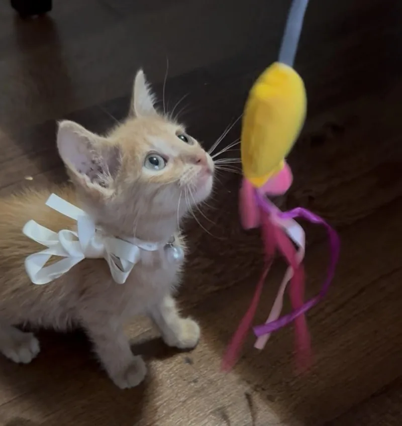 A baby medium-sized male Domestic Long Hair cat named Milo for adoption in Gregory, TX