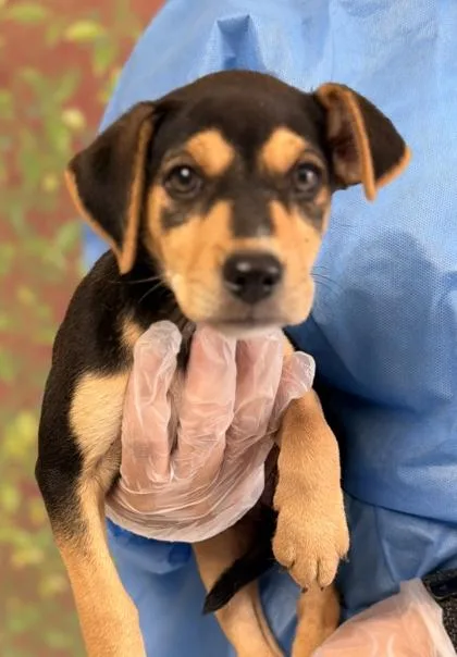 A young small-sized female Labrador Retriever dog named Candy for adoption in San Antonio, TX