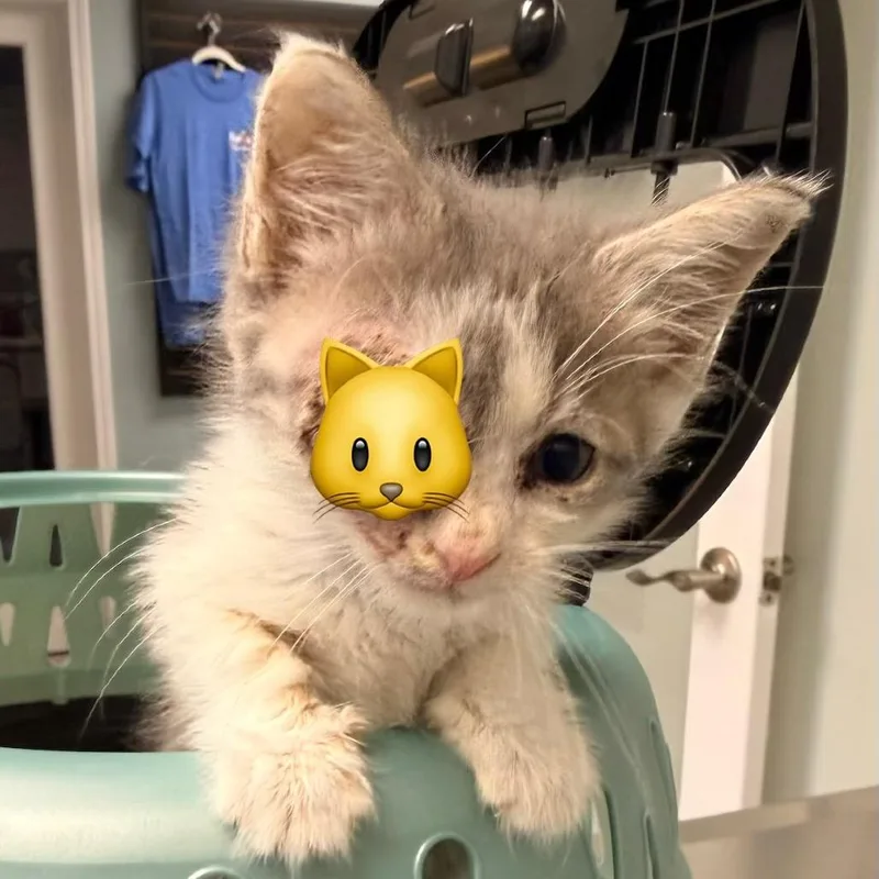 A baby small-sized male Domestic Short Hair cat named Christopher for adoption in Cumming, GA
