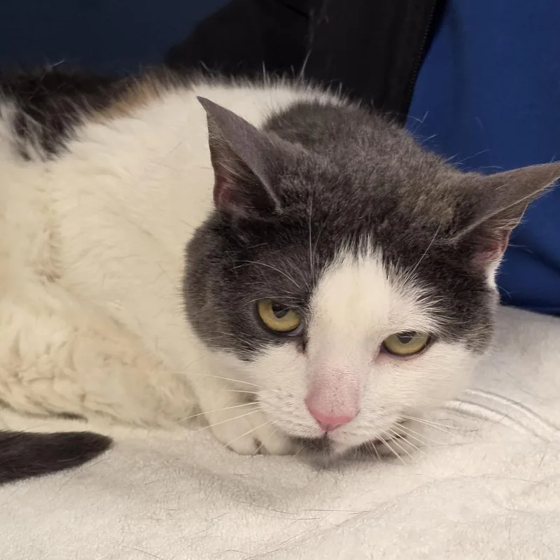 An adult medium-sized female Calico Domestic Short Hair cat named Lucy for adoption in Newark, NJ