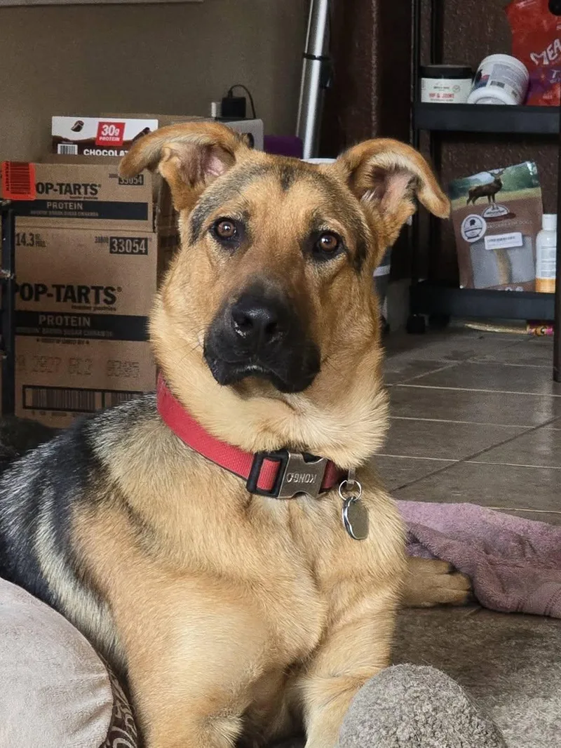A young large-sized male German Shepherd Dog dog named Ralph for adoption in Modesto, CA