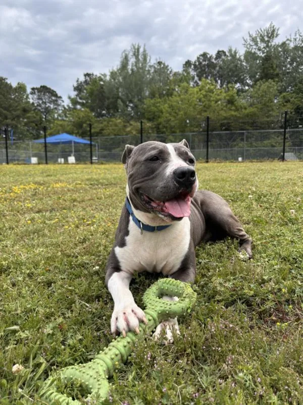 An adult large-sized male Pit Bull Terrier dog named Cyclone for adoption in Virginia Beach, VA