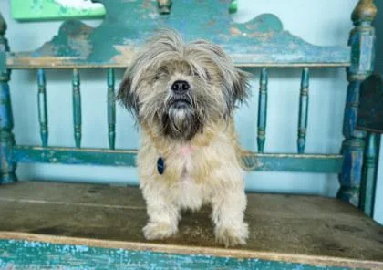 An adult small-sized female Shih Tzu dog named Snickerdoodle for adoption in San Antonio, TX