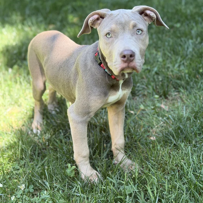 A baby medium-sized female Gray / Blue / Silver Weimaraner dog named Violet for adoption in Chatham, NJ