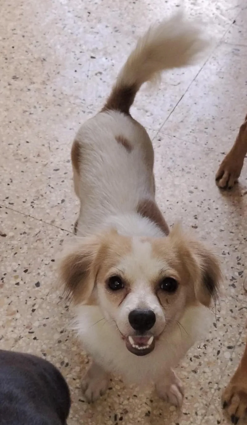 A young small-sized male White / Cream Papillon dog named Stitch for adoption in New York, NY
