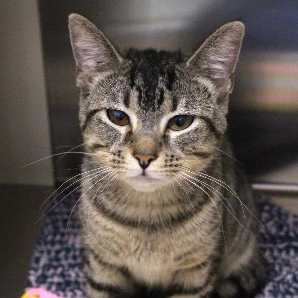 An adult small-sized female Domestic Short Hair cat named Princess for adoption in Des Moines, IA