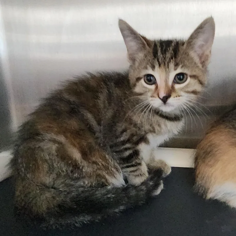A baby small-sized female Black Domestic Short Hair cat named Pink for adoption in Fort Wayne, IN