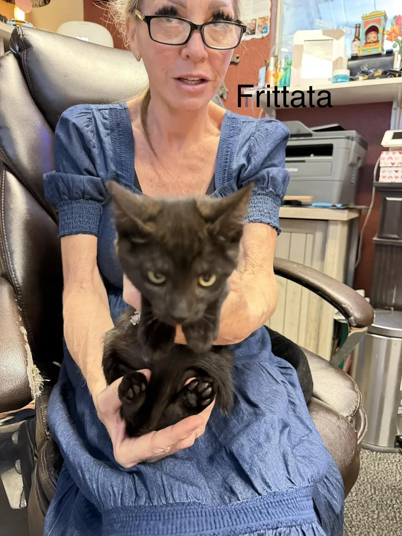 A baby small-sized female Domestic Short Hair cat named Fritatta for adoption in Dixon, CA