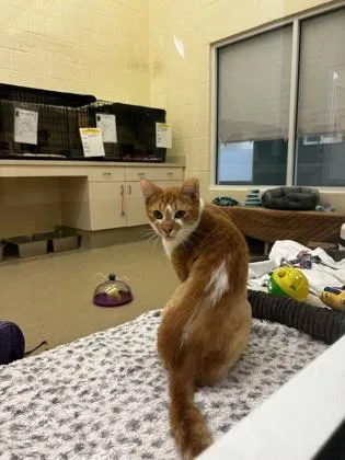 An adult medium-sized male Domestic Short Hair cat named Sunday for adoption in Vero Beach, FL