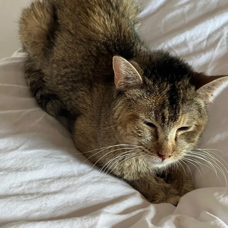 A senior small-sized female Brown / Chocolate Domestic Short Hair cat named Jasmine for adoption in Taos, NM