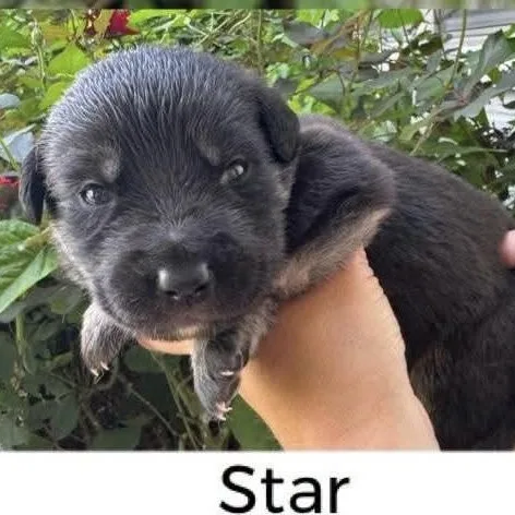 Star