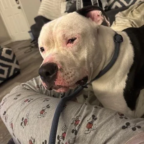An adult medium-sized male American Bulldog dog named Chopo for adoption in Maitland, FL