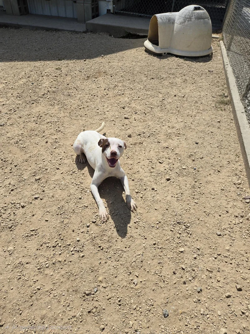 A young medium-sized female Mixed Breed dog named Zen zen for adoption in Maquoketa, IA