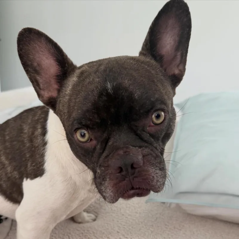 Chester thumbnail 2