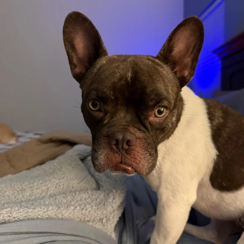 Chester thumbnail 4