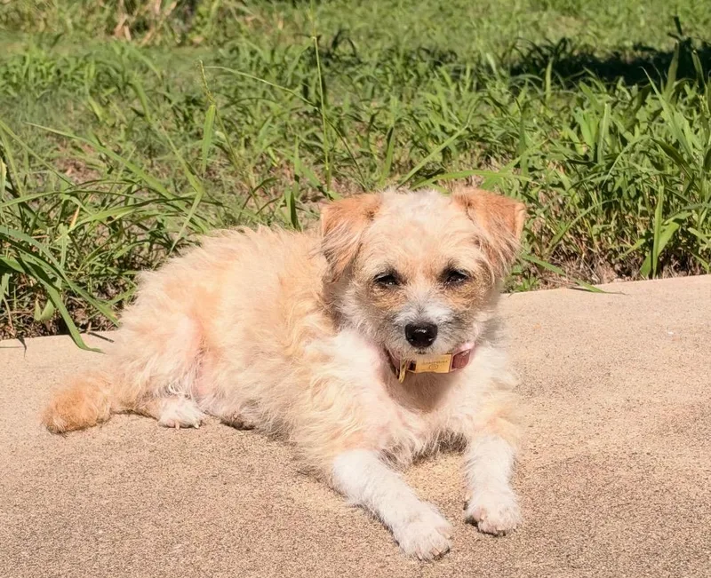 A young small-sized female Apricot / Beige Terrier dog named Celina for adoption in Edinburg, TX