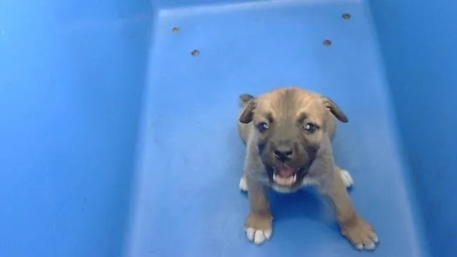 A baby medium-sized male Mixed Breed dog named Lucas for adoption in Dallas, TX