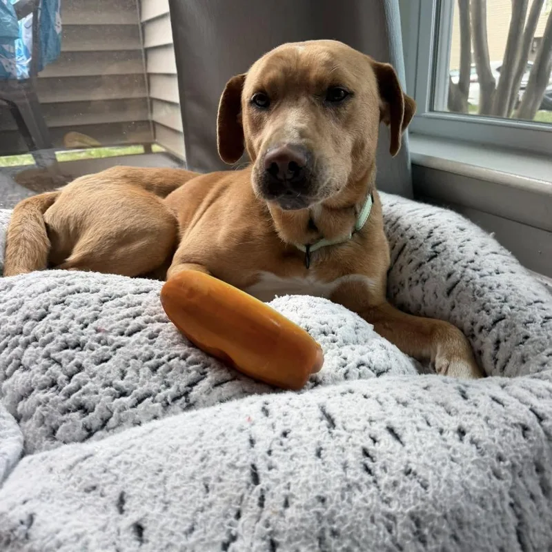 An adult medium-sized male Golden Retriever dog named Goldy for adoption in Harrisonburg, VA