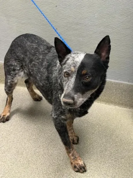 An adult medium-sized male Australian Cattle Dog / Blue Heeler dog named Cobalt for adoption in Las Vegas, NV