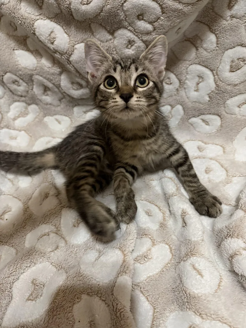 A baby small-sized female Tabby (Tiger Striped) American Shorthair cat named Brunette for adoption in Paulina, LA