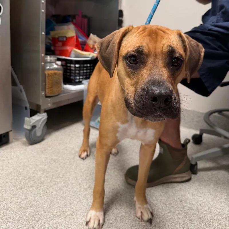 An adult medium-sized female Yellow / Tan / Blond / Fawn Boxer dog named Dixie for adoption in Englewood, FL