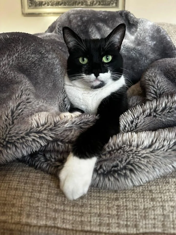 An adult medium-sized male Domestic Short Hair cat named Socks for adoption in Wilmington, NC