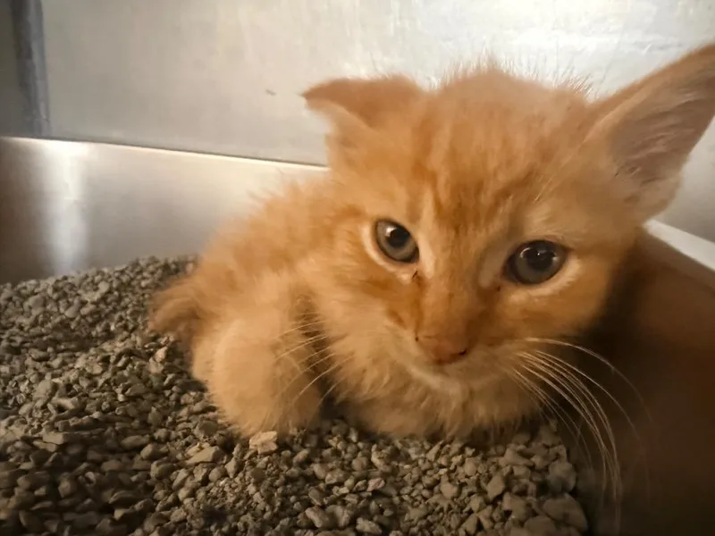 A baby medium-sized male Domestic Short Hair cat named Heineken for adoption in Huntington, IN