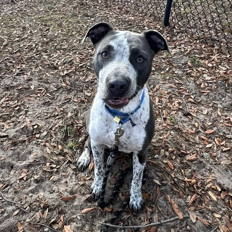 A young medium-sized female White / Cream Mixed Breed dog named Sadie for adoption in Jacksonville, FL