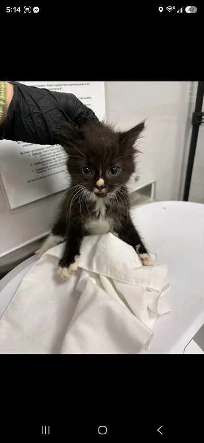A baby small-sized female Domestic Short Hair cat named Ruffnut for adoption in Sevierville, TN