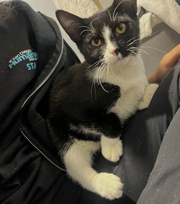 A baby small-sized male Domestic Short Hair cat named Marble for adoption in San Diego, CA
