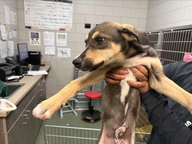 A baby small-sized male Mixed Breed dog named Lars for adoption in Santa Fe, NM