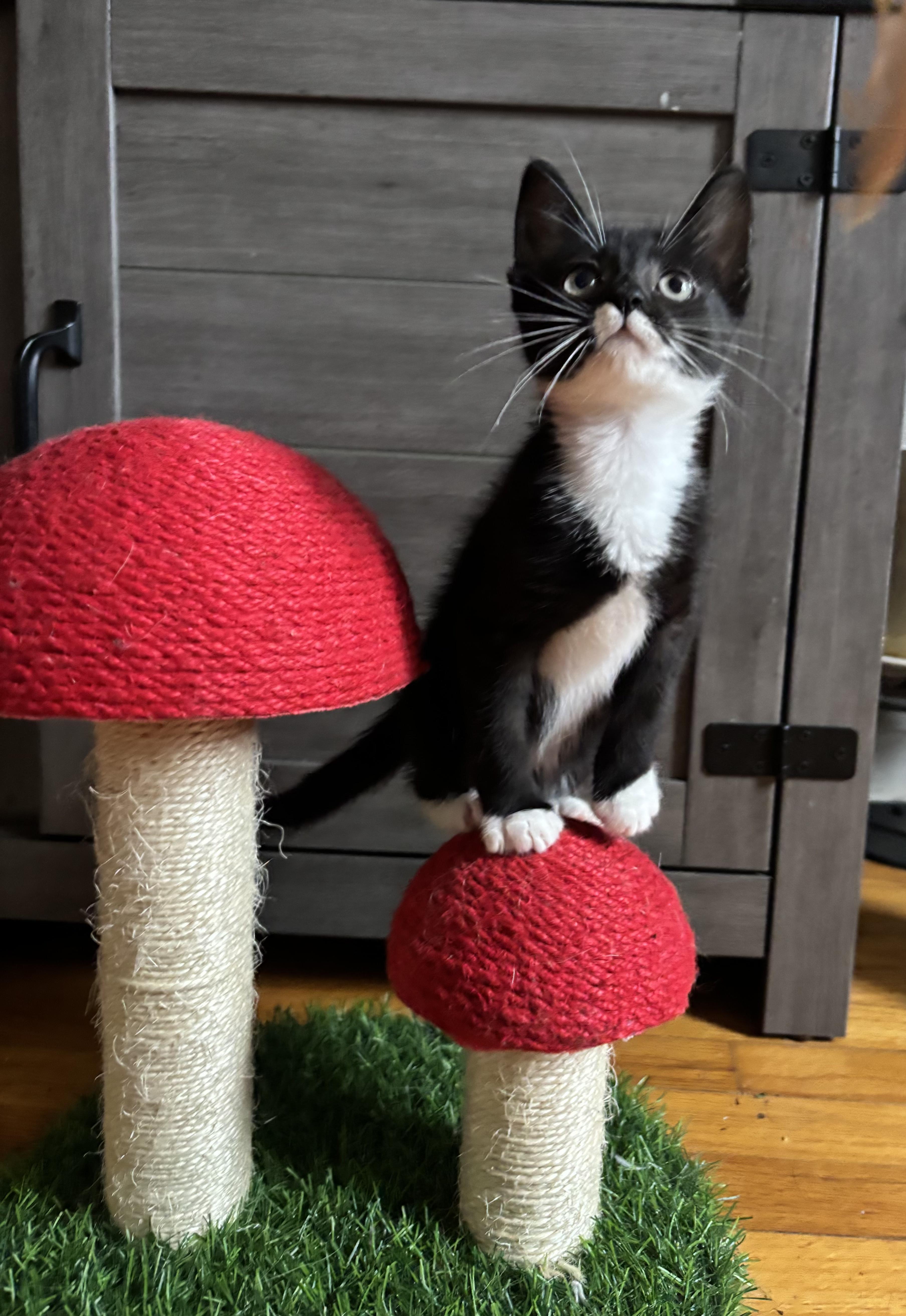 A baby medium-sized male Black & White / Tuxedo Domestic Short Hair cat named Wade for adoption in Haddon Heights, NJ