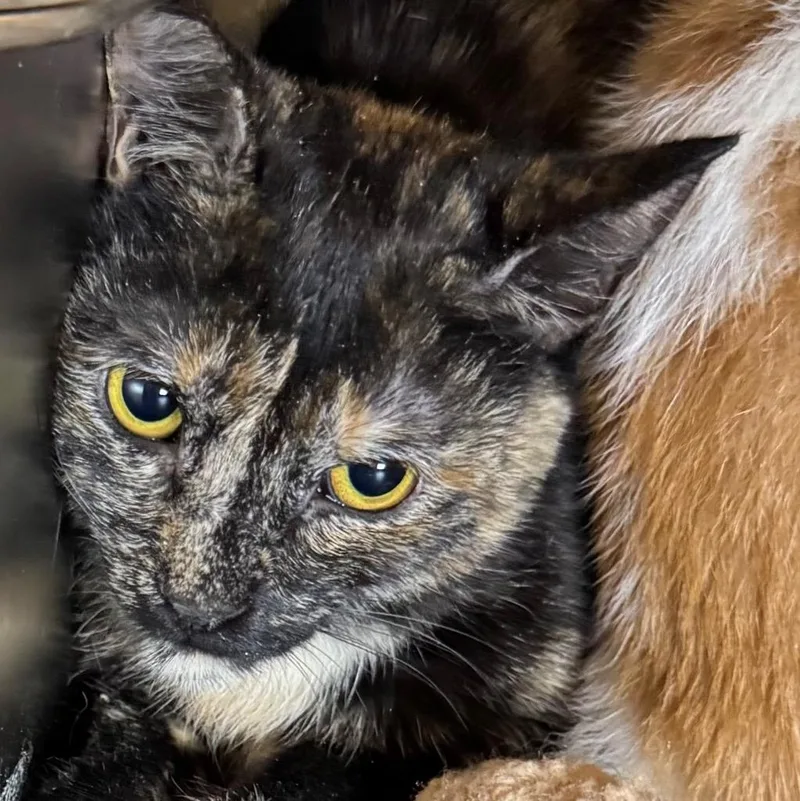 A baby medium-sized female Domestic Short Hair cat named Calipso for adoption in Saginaw, MI