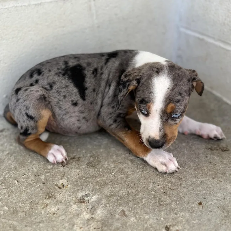 A baby medium-sized female Black Catahoula Leopard Dog dog named Meadow for adoption in LOXAHATCHEE, FL