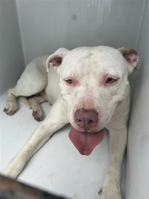 An adult medium-sized female Pit Bull Terrier dog named A for adoption in Houston, TX