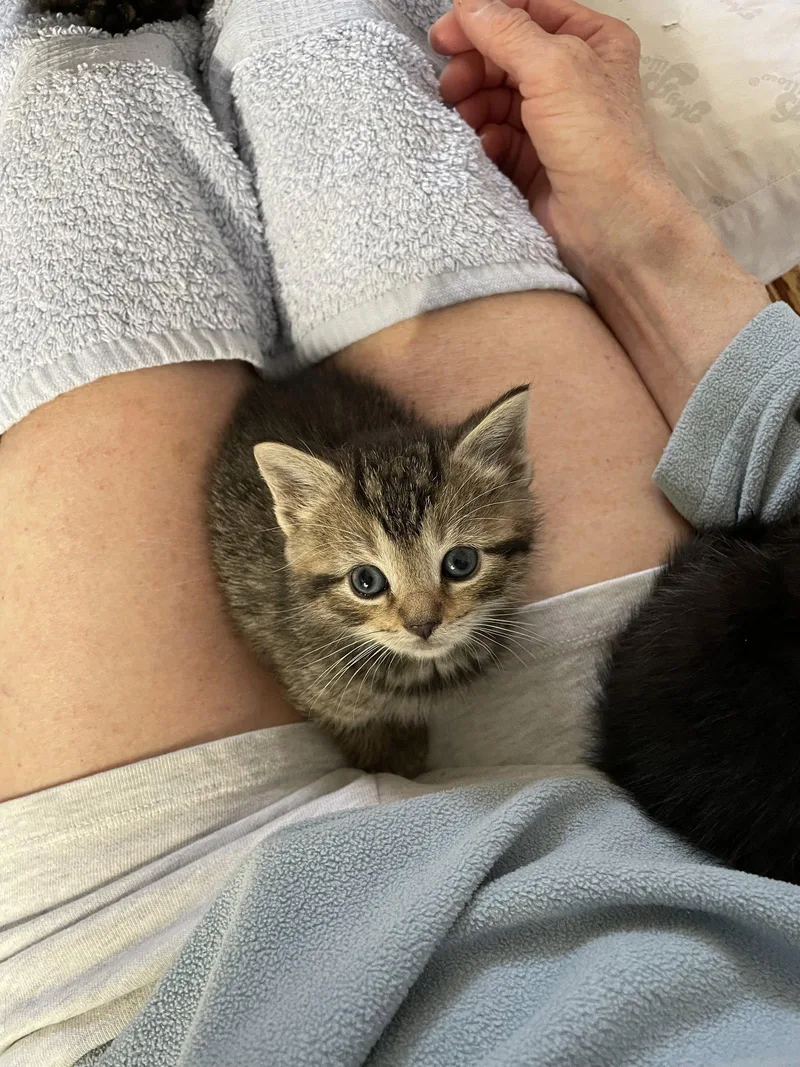 A baby medium-sized male Domestic Short Hair cat named Quinton for adoption in Trenton, NJ